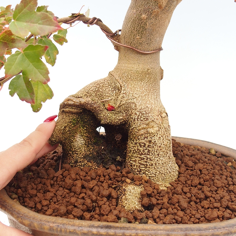 Bonsai im Freien - Ahorn Buergerianum - Burger Maple