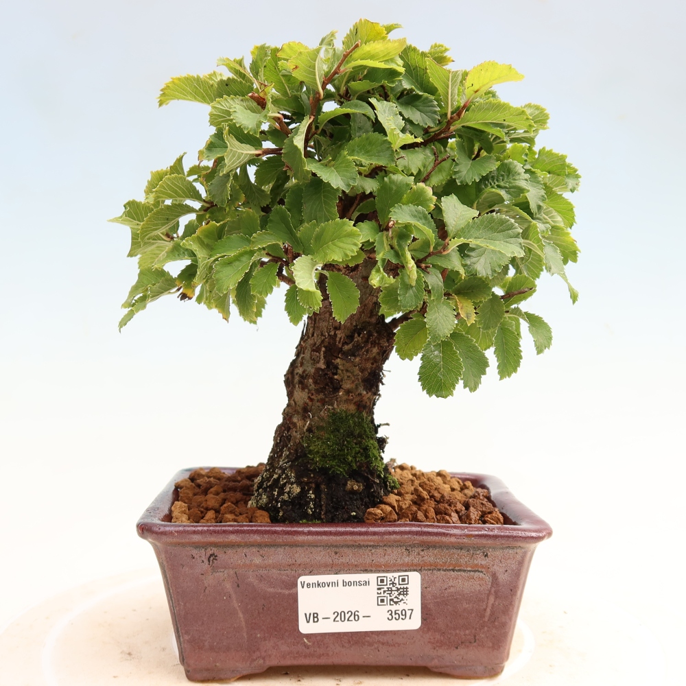 Bonsai für draußen - Zelkova - Zelkova NIRE