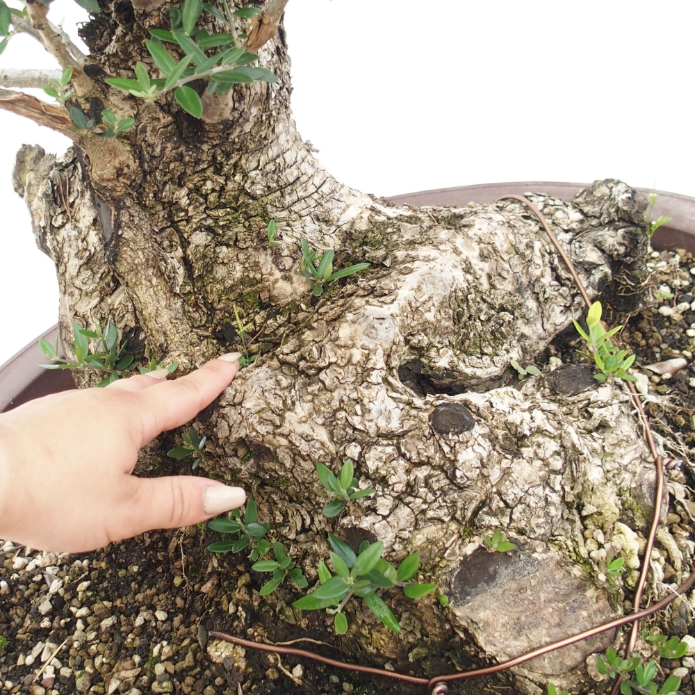 Indoor-Bonsai - Olea europaea sylvestris - Europäisches kleinblättriges Olivenöl