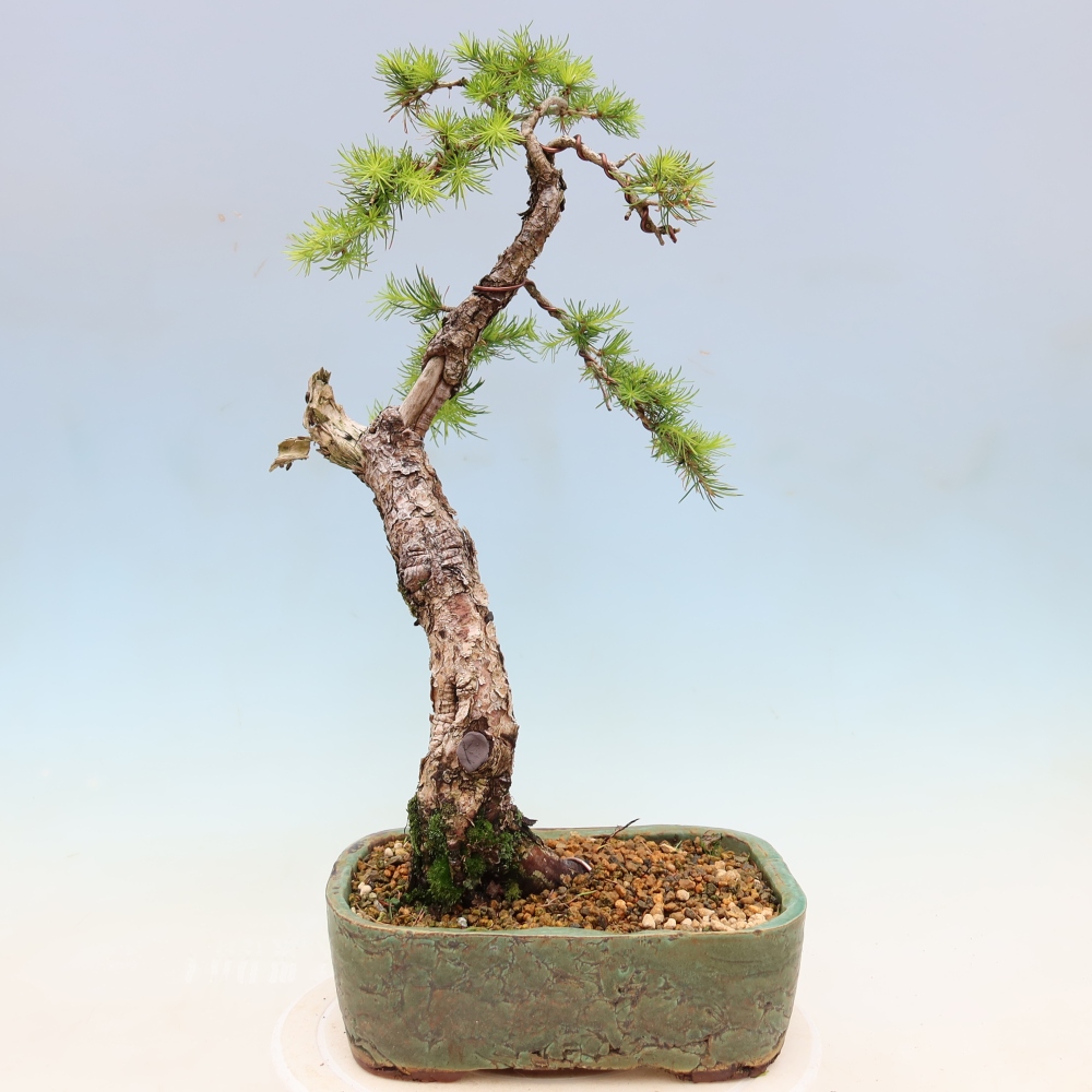 Bonsai für draußen -Larix decidua - Lärche