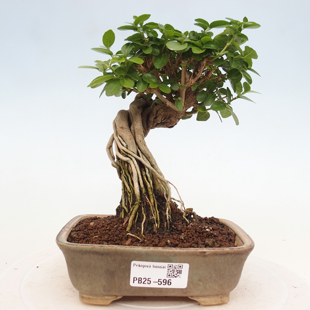 Zimmerbonsai - Premna serratifolia - Kozlovon kleinblättrig