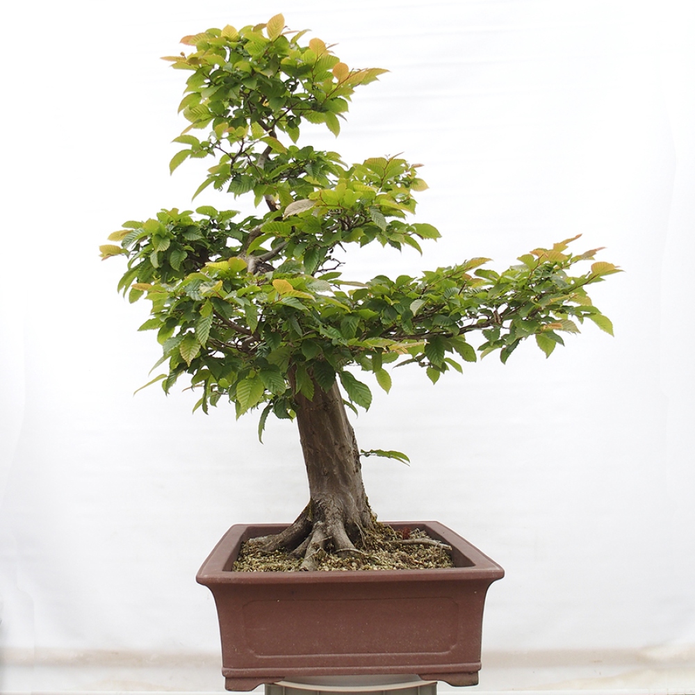 Bonsai im Freien - Hainbuche - Carpinus betulus