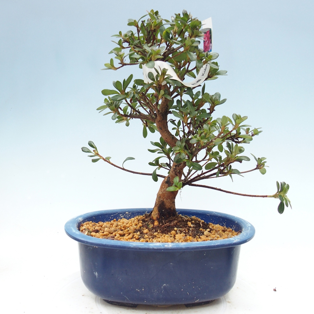 Bonsai für draußen - Japanische Azalee - Azalea Kobai