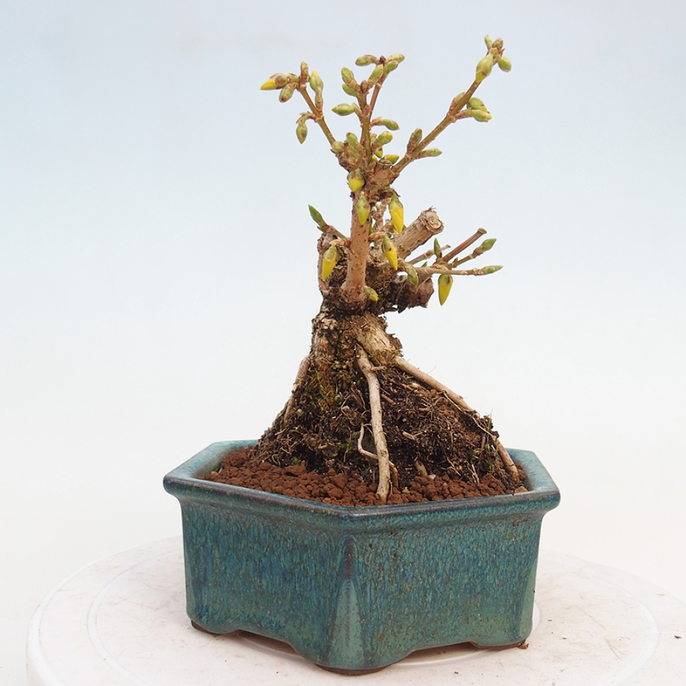 Bonsai im Freien - Forsythie - Forsythia intermedia 