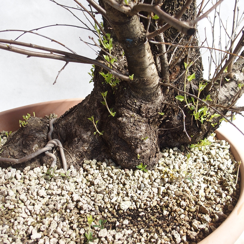 Outdoor Bonsai -Mahalebka - Prunus Mahaleb