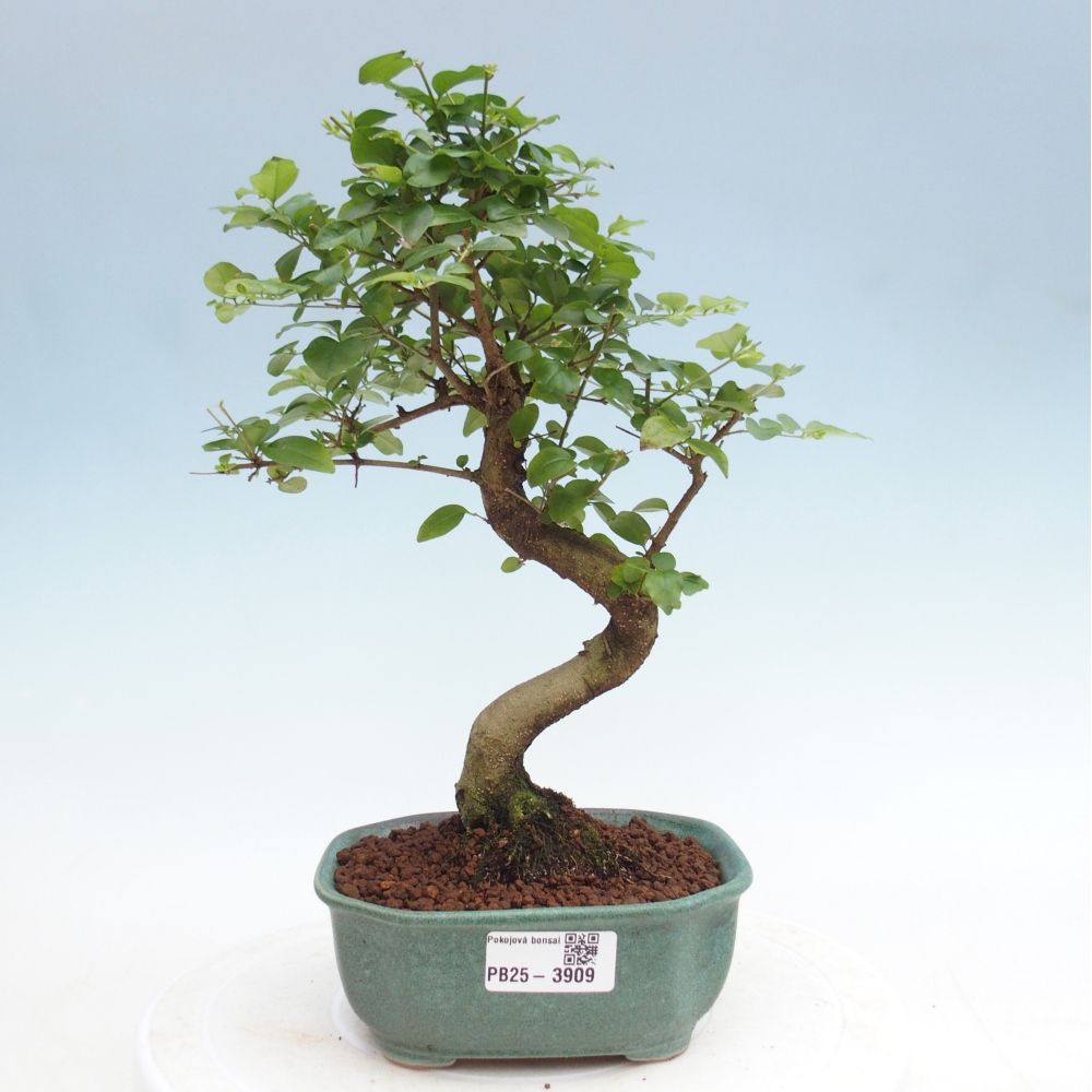 Zimmer Bonsai -Ligustrum chinensis - Vogelschnabel