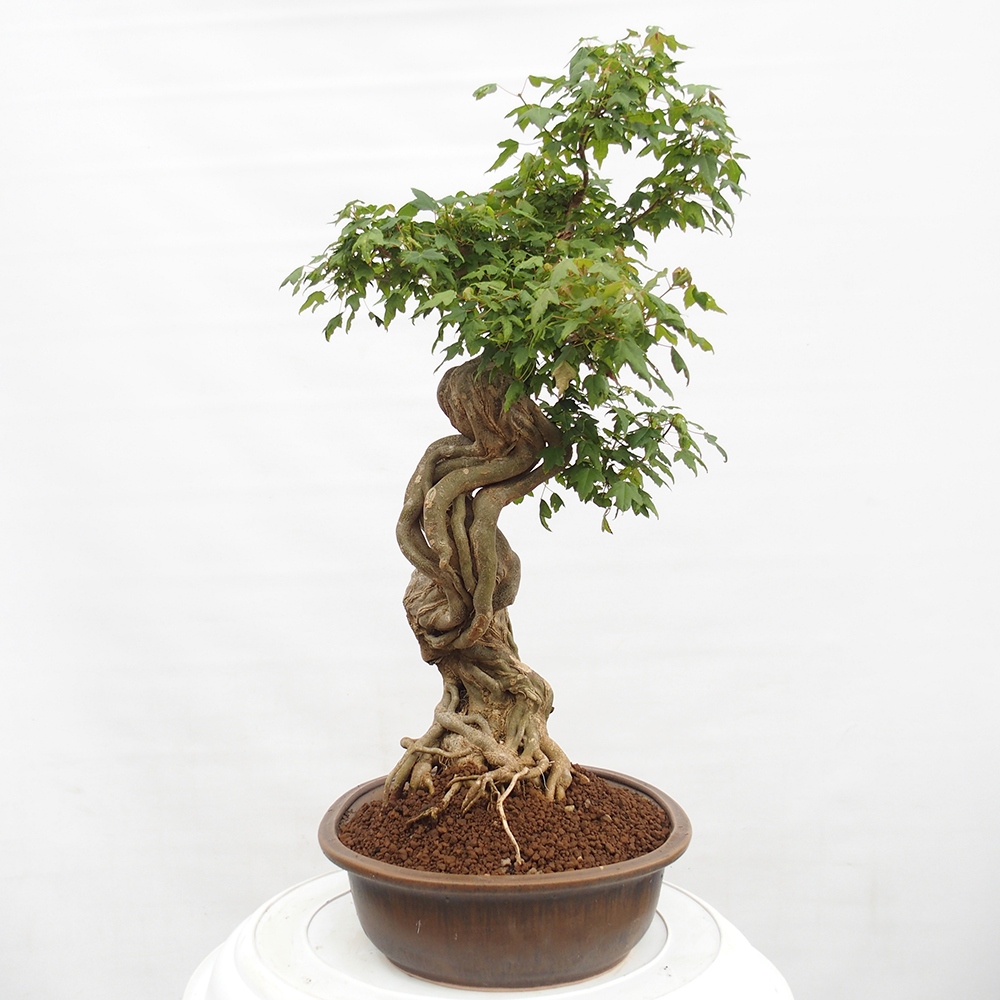Bonsai im Freien - Ahorn Buergerianum - Burger Maple