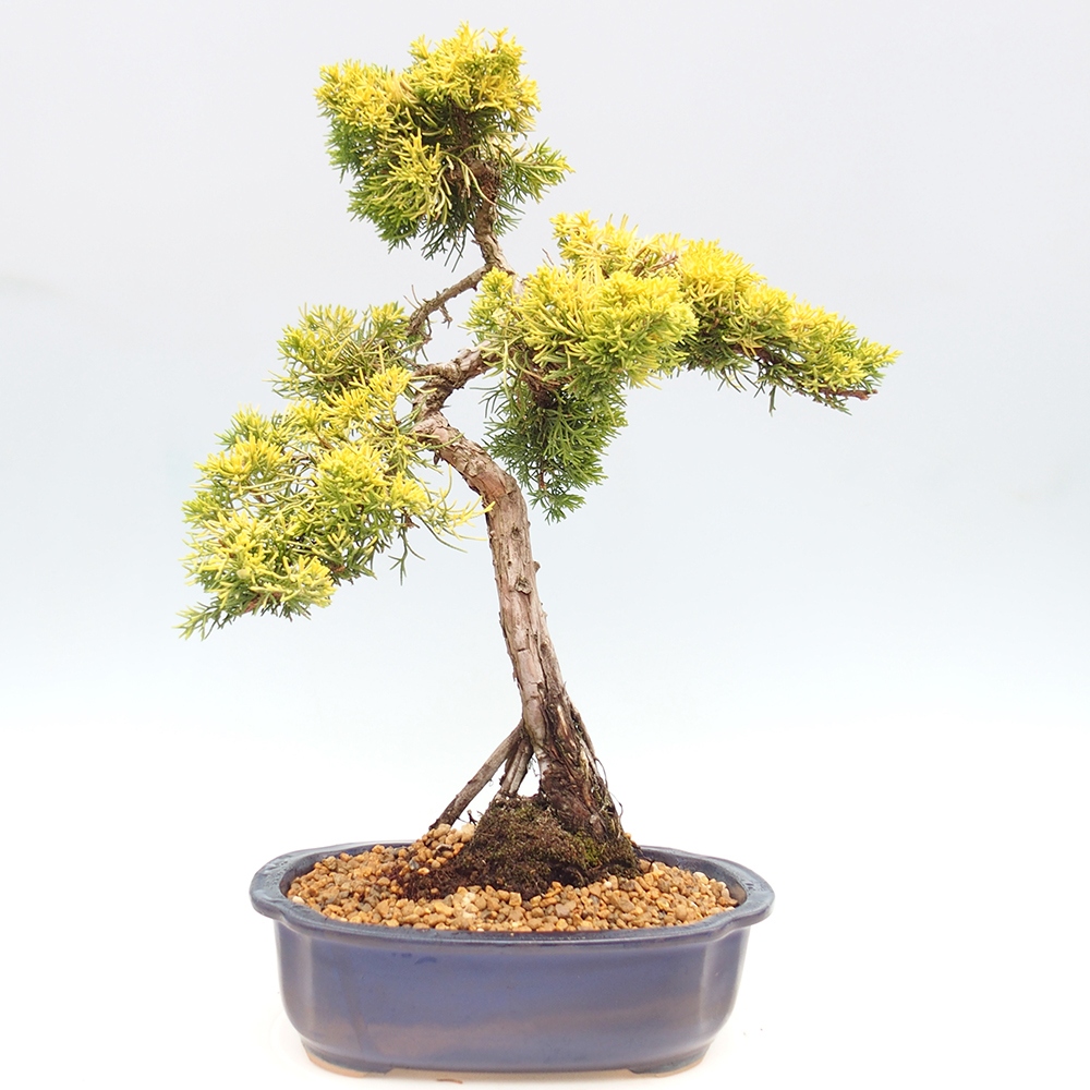 Bonsai im Freien - Juniperus chinensis plumosa aurea - Chinesischer Goldwacholder