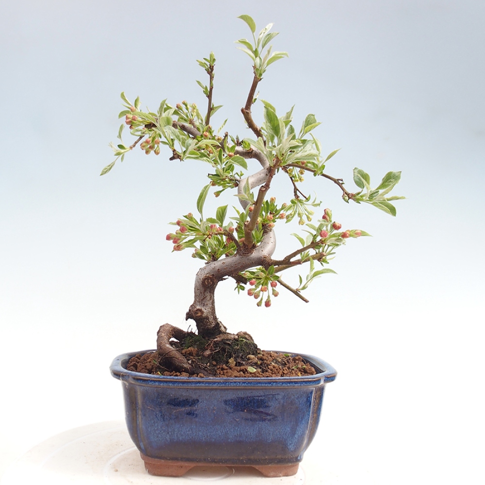 Outdoor Bonsai - Malus sargentii - Kleinfrüchtiger Apfelbaum