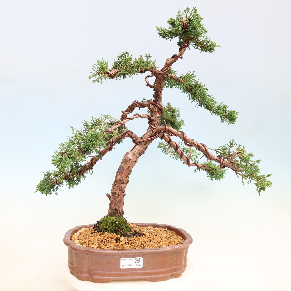 Bonsai für draußen - Juniperus chinensis Kishu