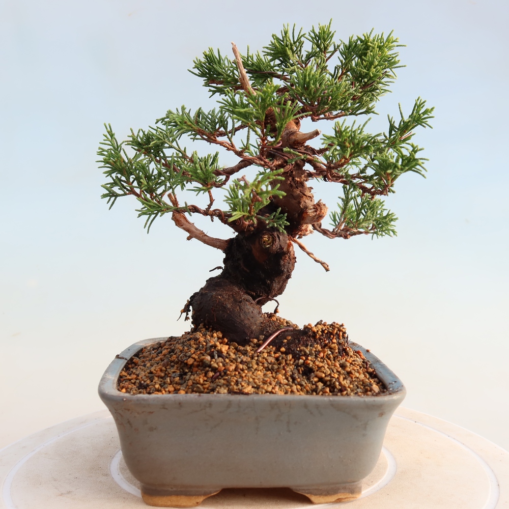 Outdoor bonsai - Juniperus chinensis Itoigawa - Chinese juniper
