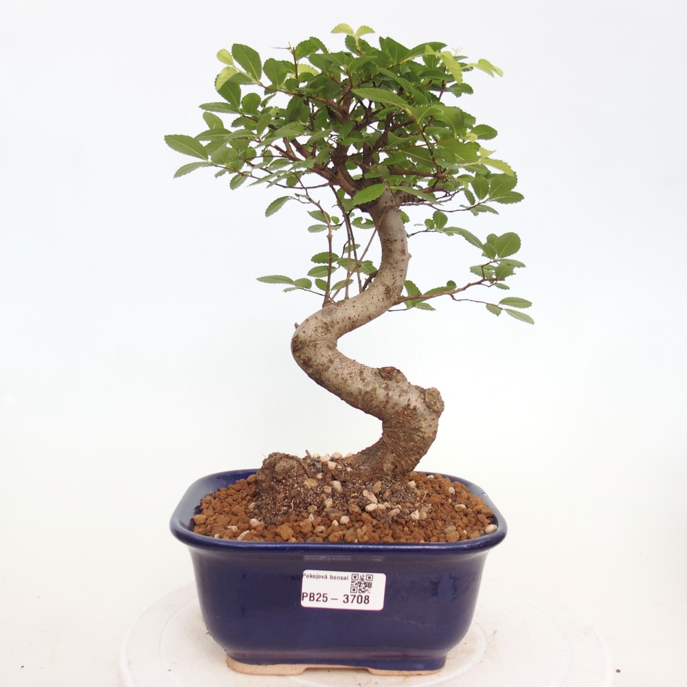 Zimmerbonsai - Ulmus parvifolia - Kleinblättrige Ulme