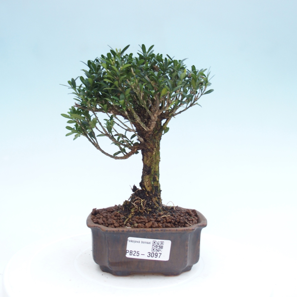 Zimmer Bonsai - Buxus harlandii - Kork Buchsbaum