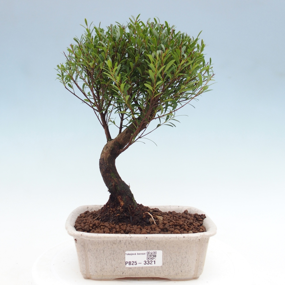 Zimmer Bonsai - Syzygium - Piment