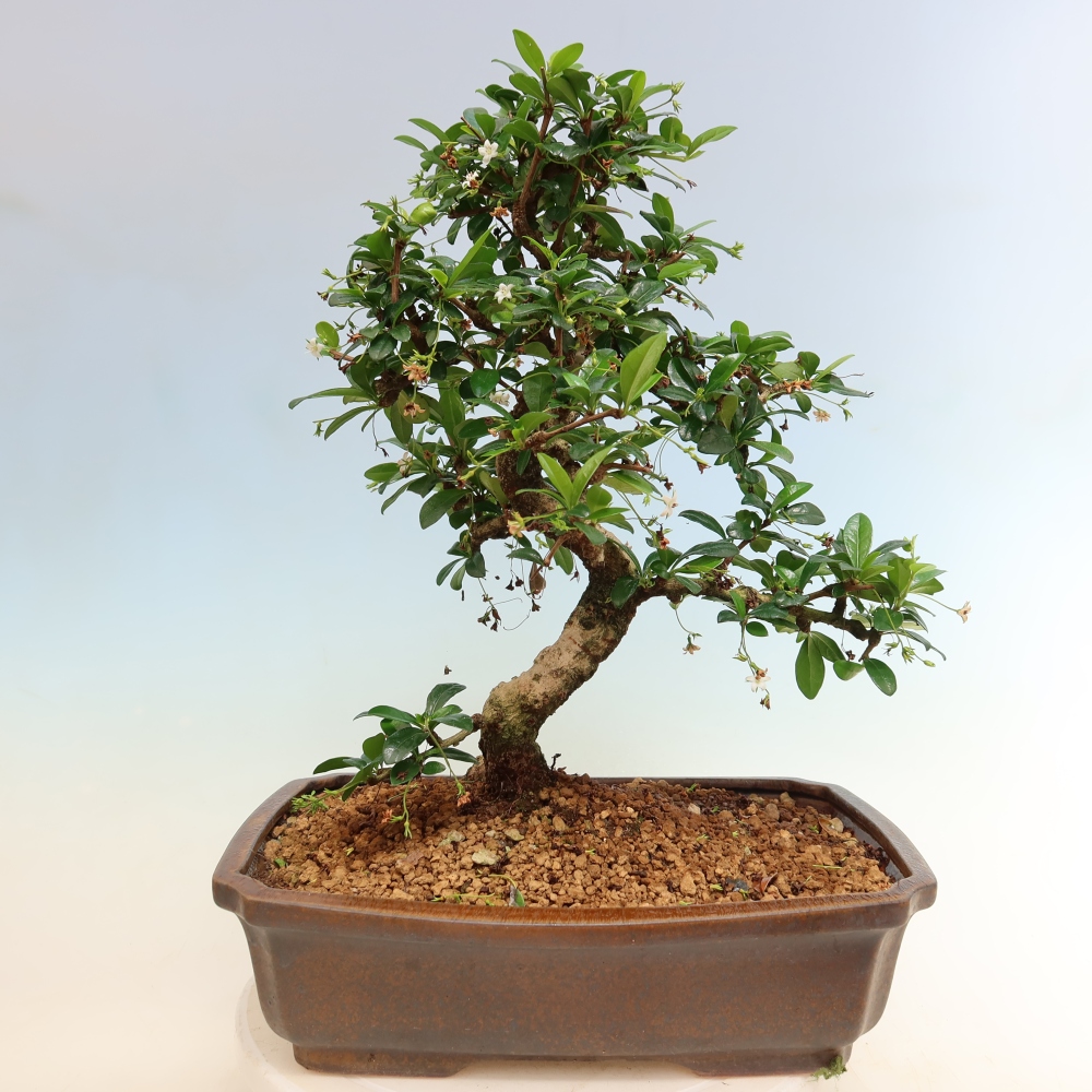 Zimmer-Bonsai - Carmona macrophylla - Tee-Fuki
