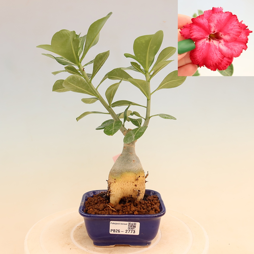 Zimmerbonsai – Adenium obesum, veredelt, V.F.S.326 – Wüstenrose