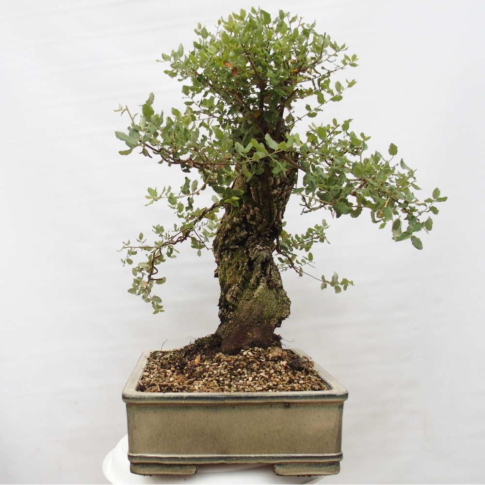 Outdoor-Bonsai Quercus suber - Kork-Eiche