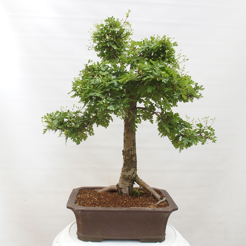 Bonsai im Freien - Weißdorn - Crataegus monogyna