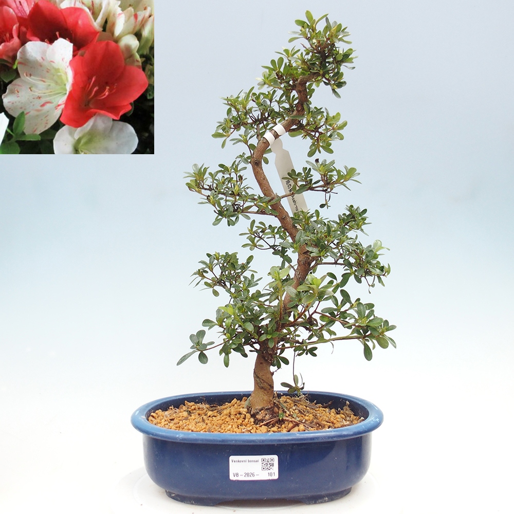 Bonsai für draußen - Japanische Azalee - Azalee Asahi-no-izumi
