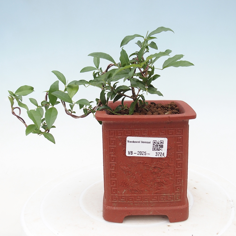 Zimmer Bonsai - Kirsche Malpighia coccigera- Barbdorská