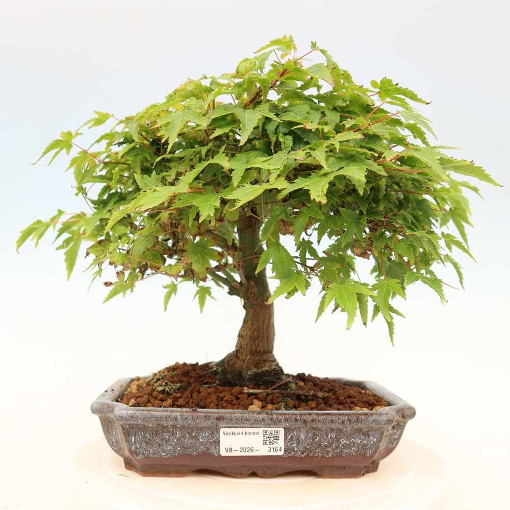 Acer palmatum KIOHIME - Palmetto-Ahorn