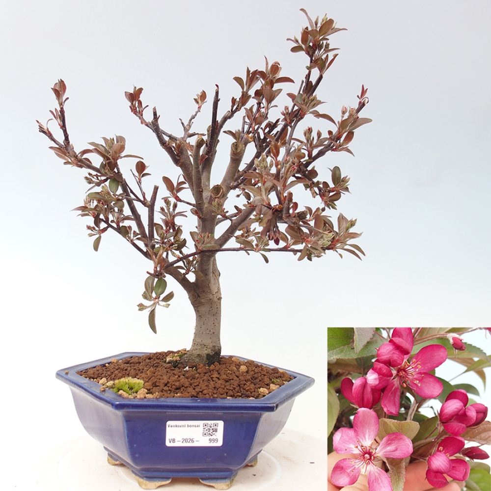 Outdoor-Bonsai -Malus domestica - Kleinfrüchtiger rotblättriger Apfelbaum