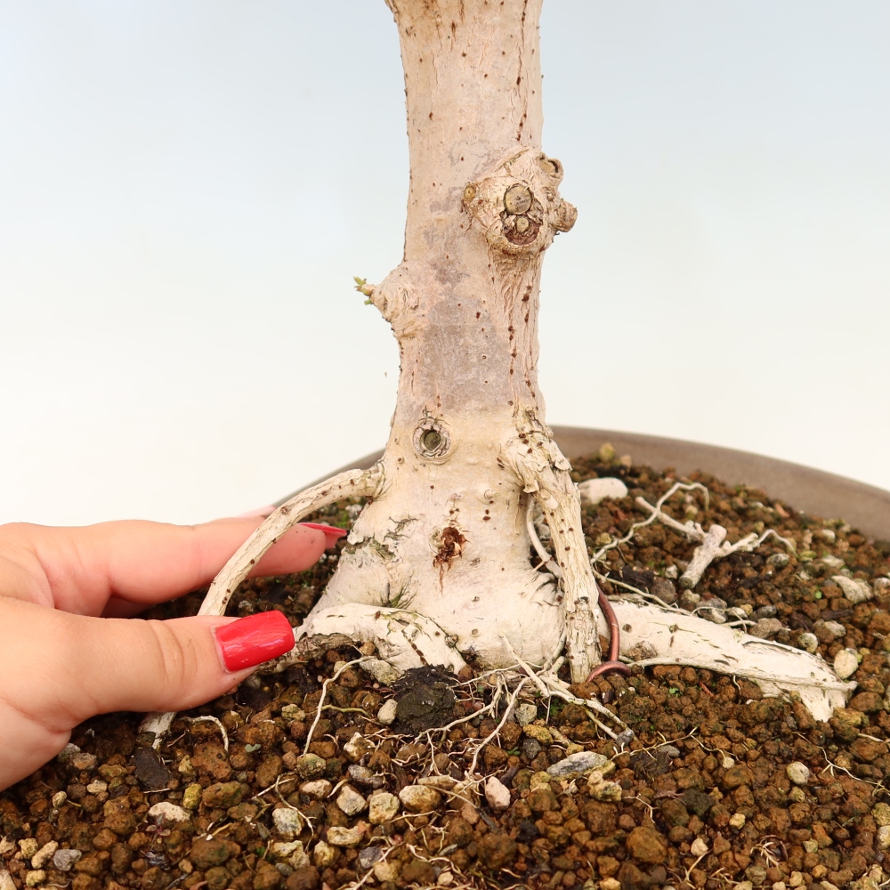 Zimmerbonsai - Hibiscus tiliaceus - Meeres-Hibiskus