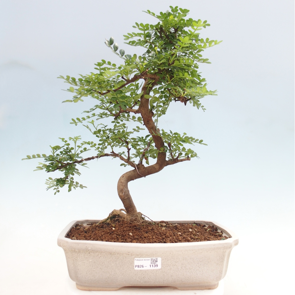 Zimmer Bonsai - Zantoxylum piperitum - Pfefferbaum