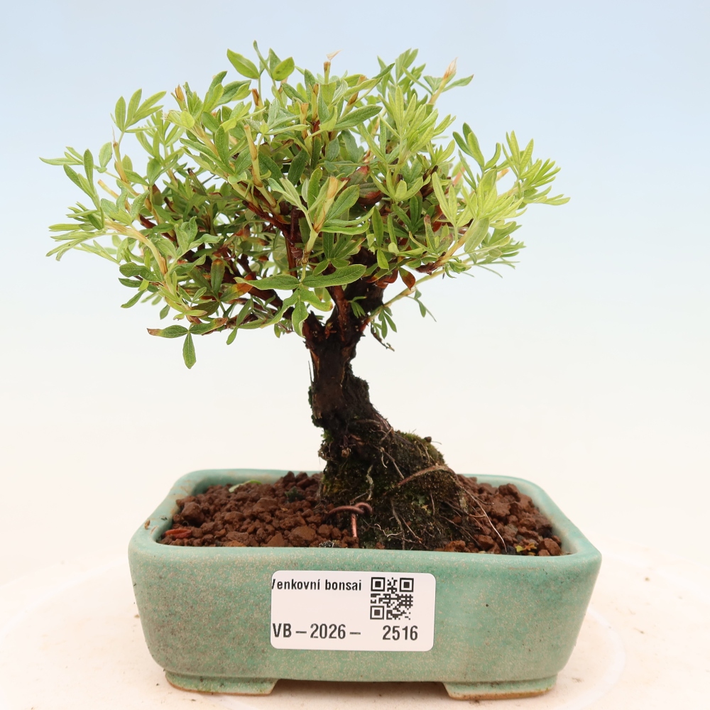 Bonsai für draußen - Potentila fruticosa