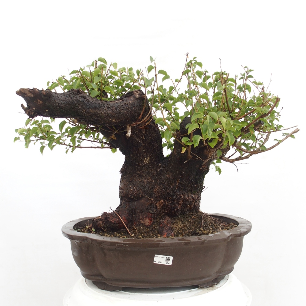 Bonsai im Freien - Mahalebka - Prunus mahaleb
