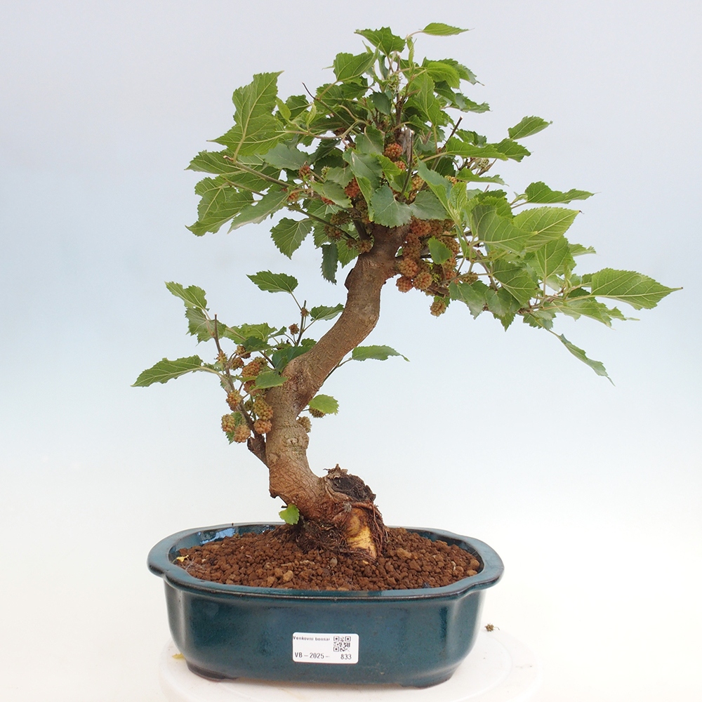 Bonsai im Freien - Morus alba - Maulbeere