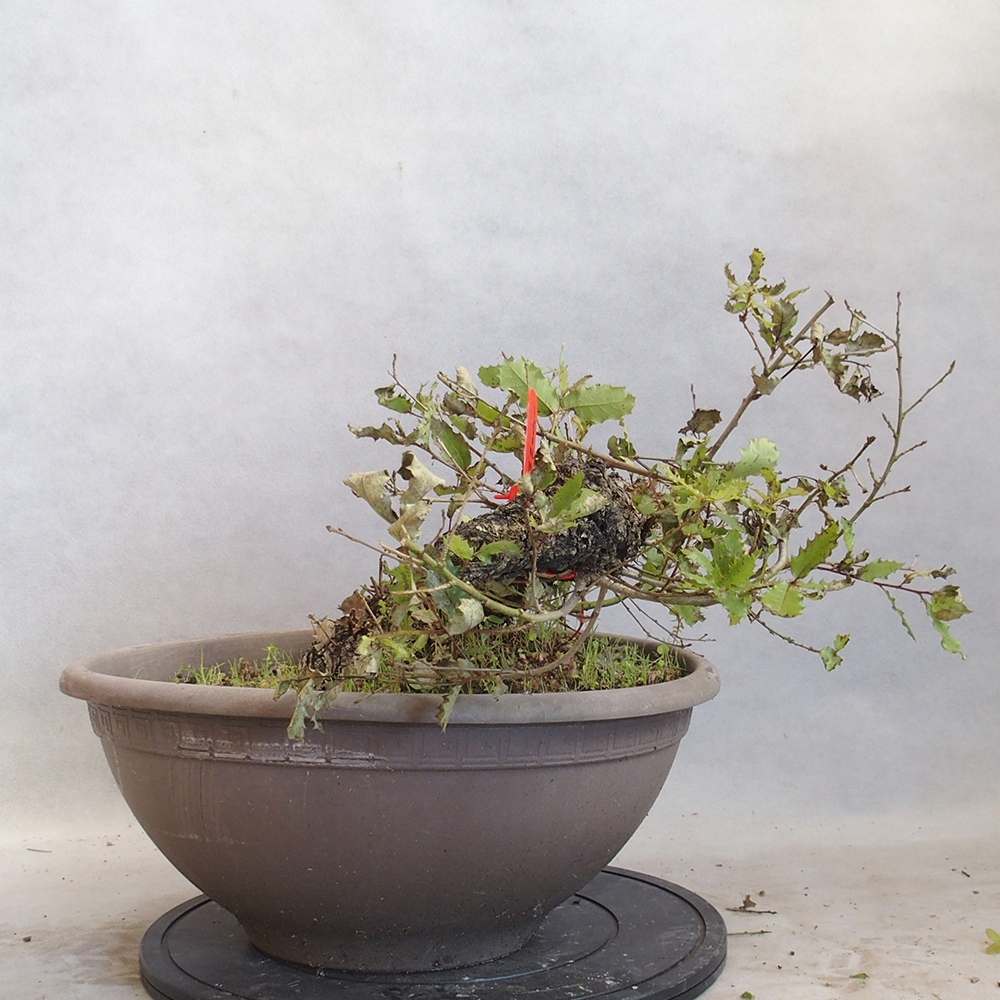 Freilandbonsai Quercus Cerris - Eiche Cer