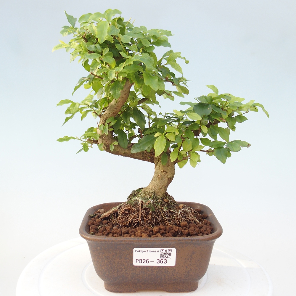Zimmer Bonsai -Ligustrum chinensis - Vogelschnabel