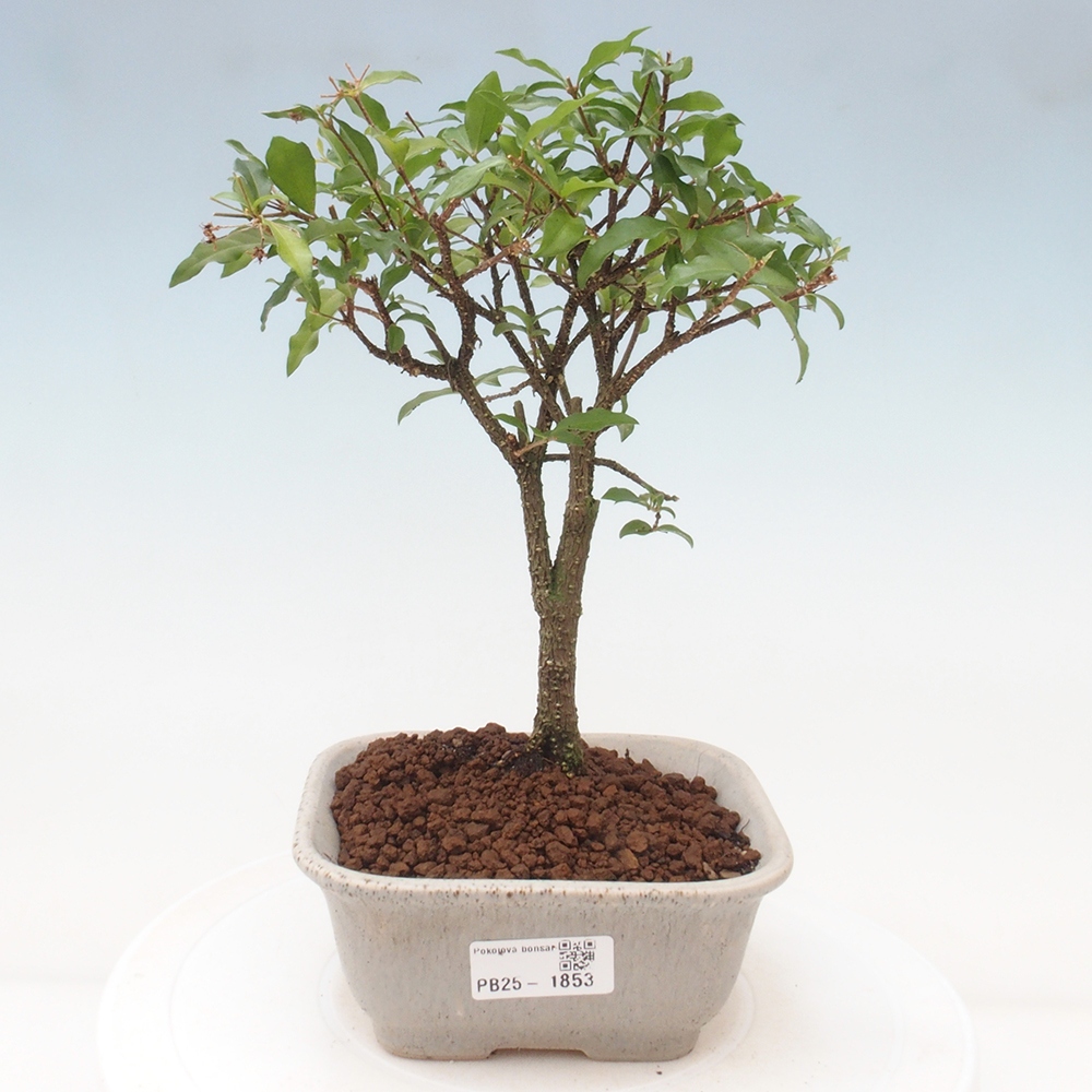 Zimmerbonsai - Malpighia coccigera - Barbdor-Kirsche