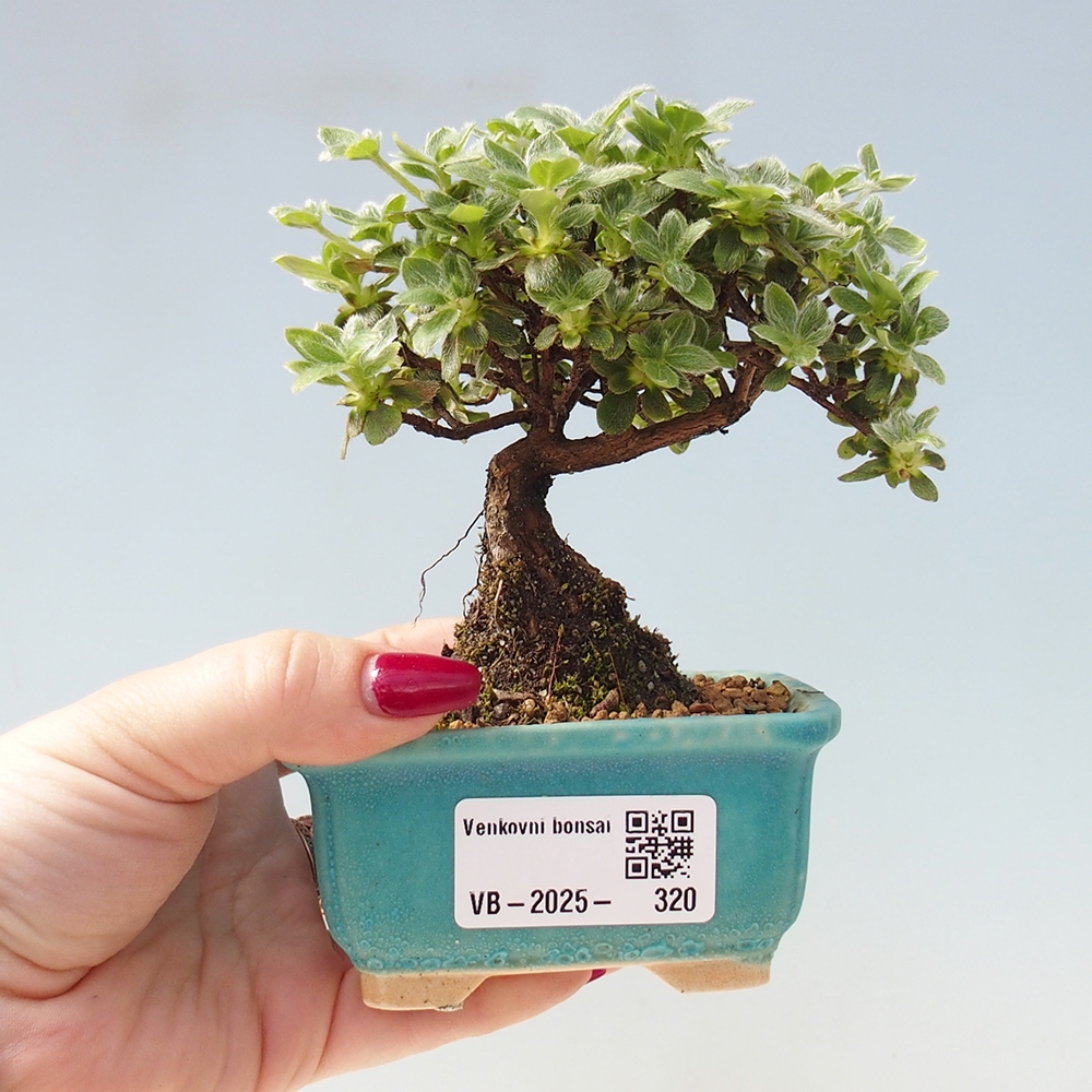 Outdoor-Bonsai - Rododendron indicum - Japanische Azalee