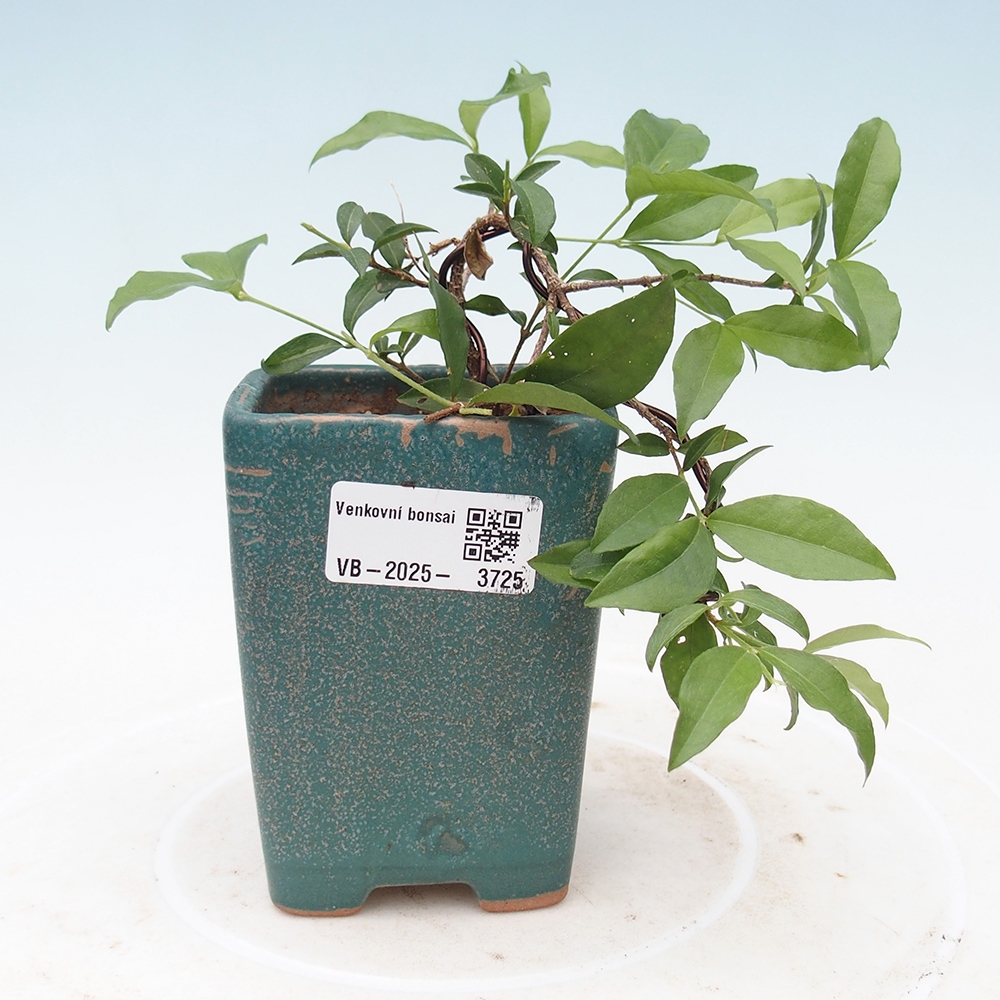 Zimmer Bonsai - Kirsche Malpighia coccigera- Barbdorská