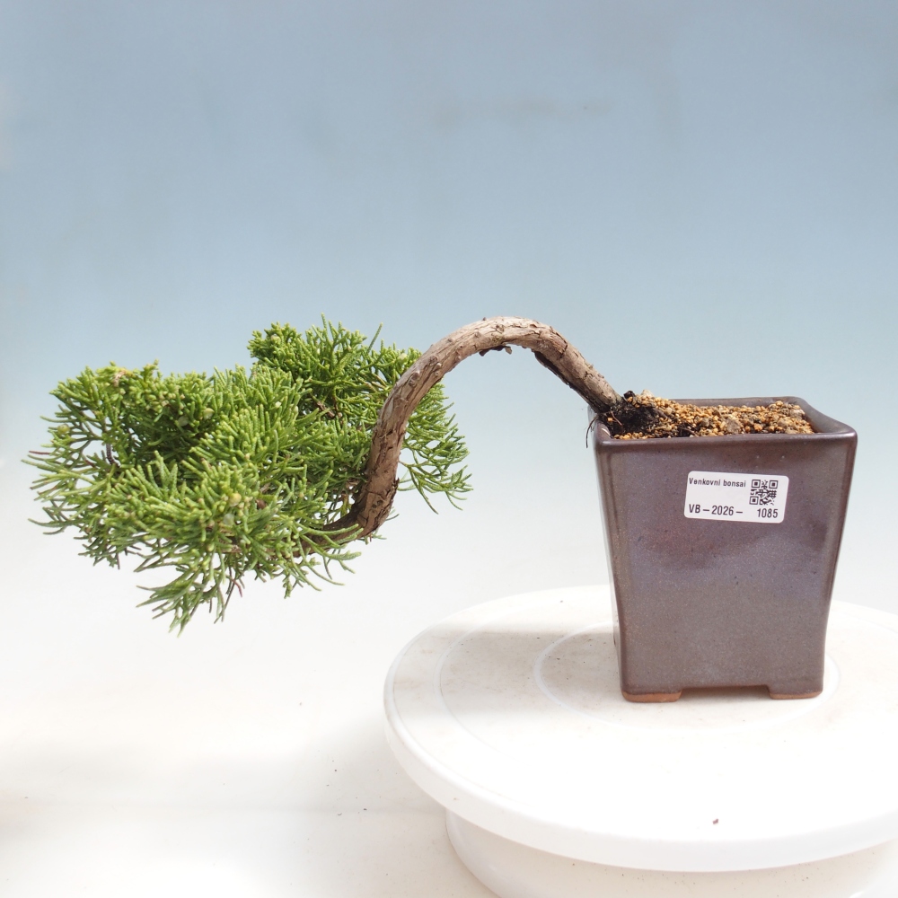 Bonsai für draußen - Juniperus chinensis Kishu