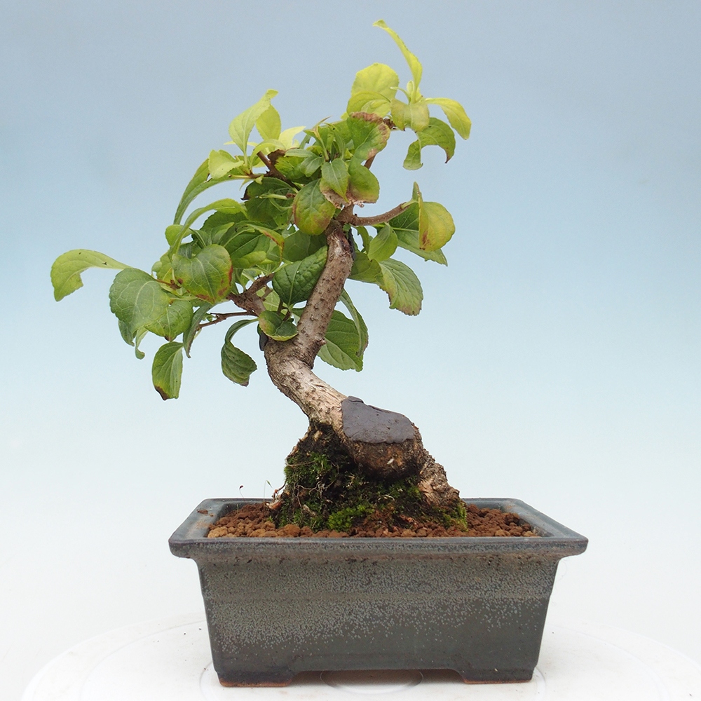 Outdoor-Bonsai - Celastrus Jesenec