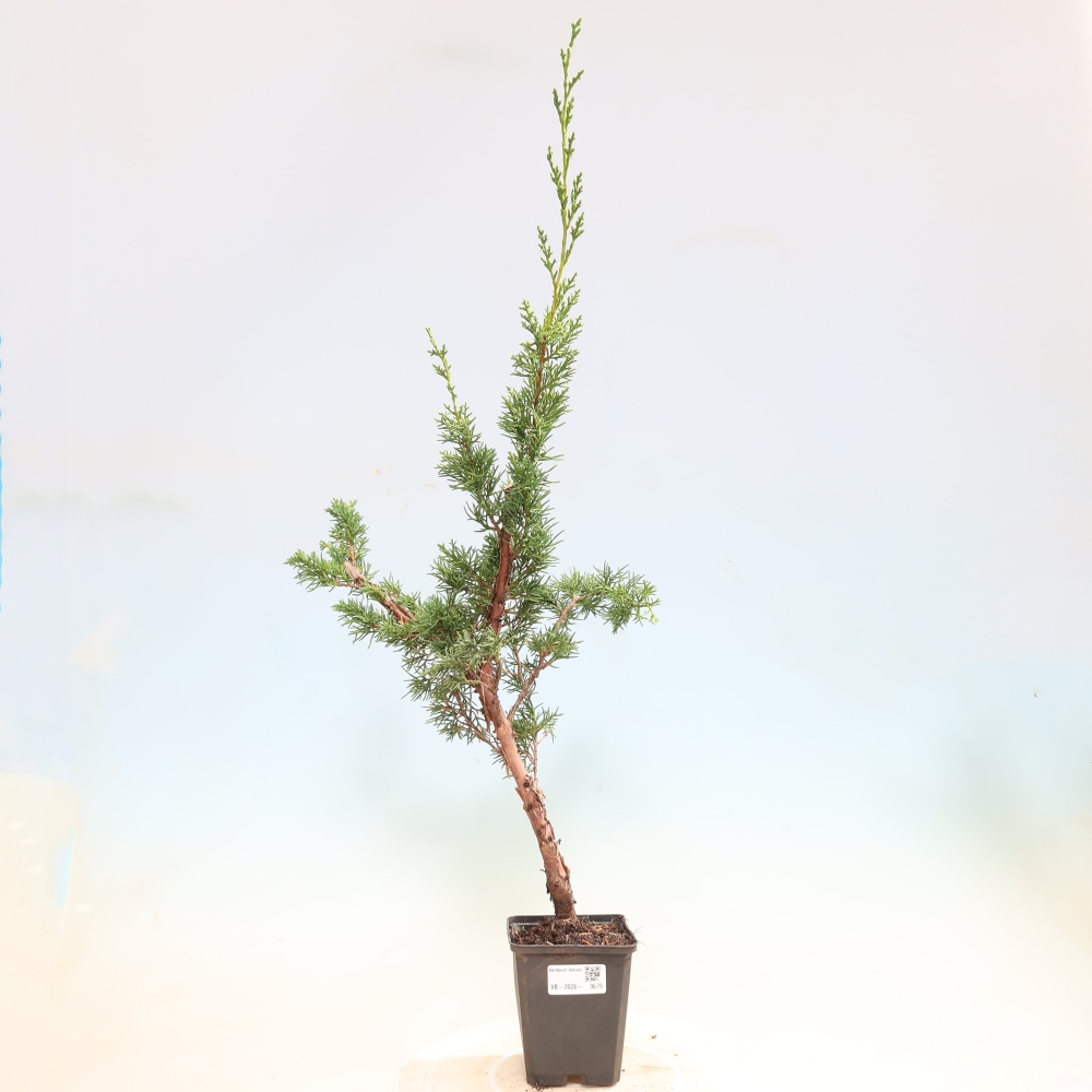 Bonsai für draußen - Juniperus chinensis Kishu