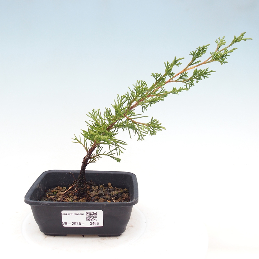 Bonsai für draußen - Juniperus chinensis Itoigawa