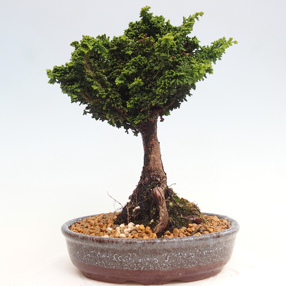 Bonsai im Freien - Cham. obtusa SEKKA HINOKI - Zypresse