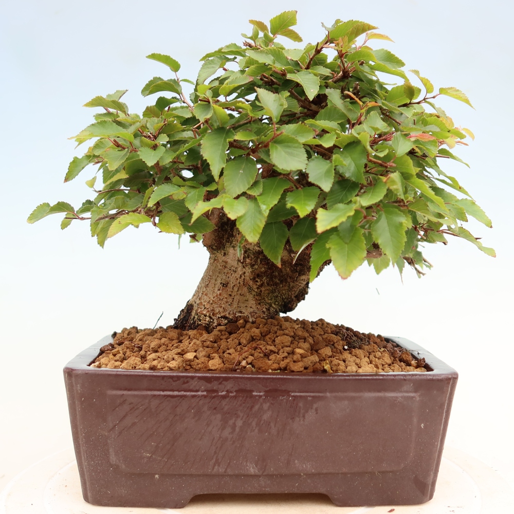 Bonsai für draußen - Karpinus Coreana - Koreanische Hainbuche
