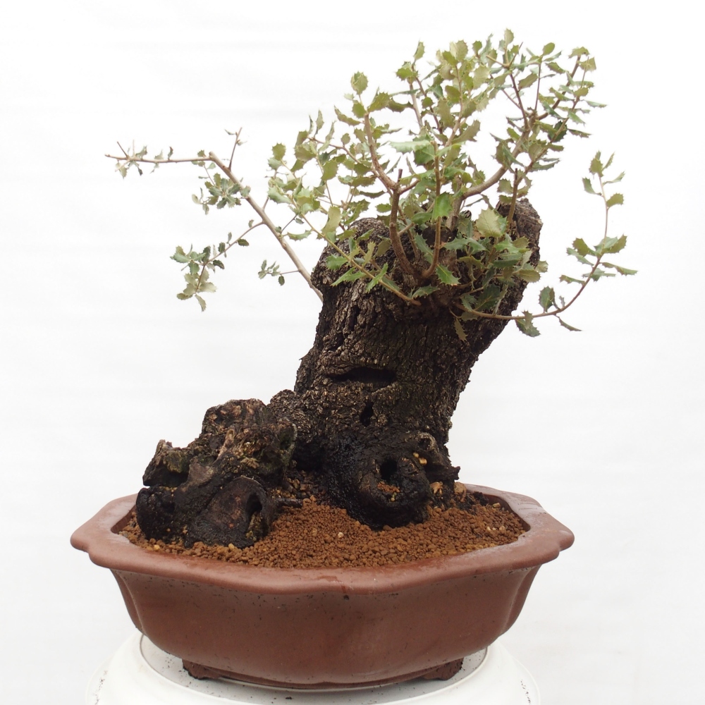 Yamadori - Quercus Ilex - Steineiche