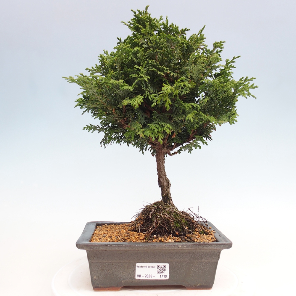 Bonsai im Freien - Cham.pis Parslori - Zypresse