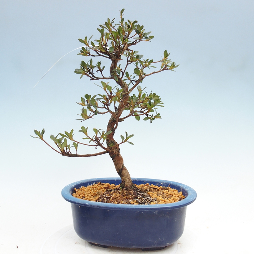 Bonsai für draußen - Japanische Azalee - Azalea Mio