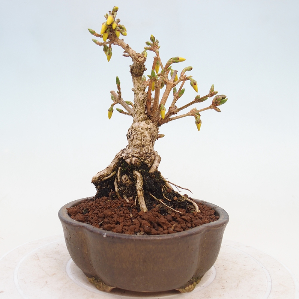 Bonsai im Freien - Forsythie - Forsythia intermedia 