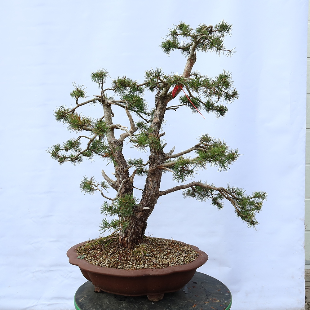 Pinus sylvestris Spanien – Waldkiefer