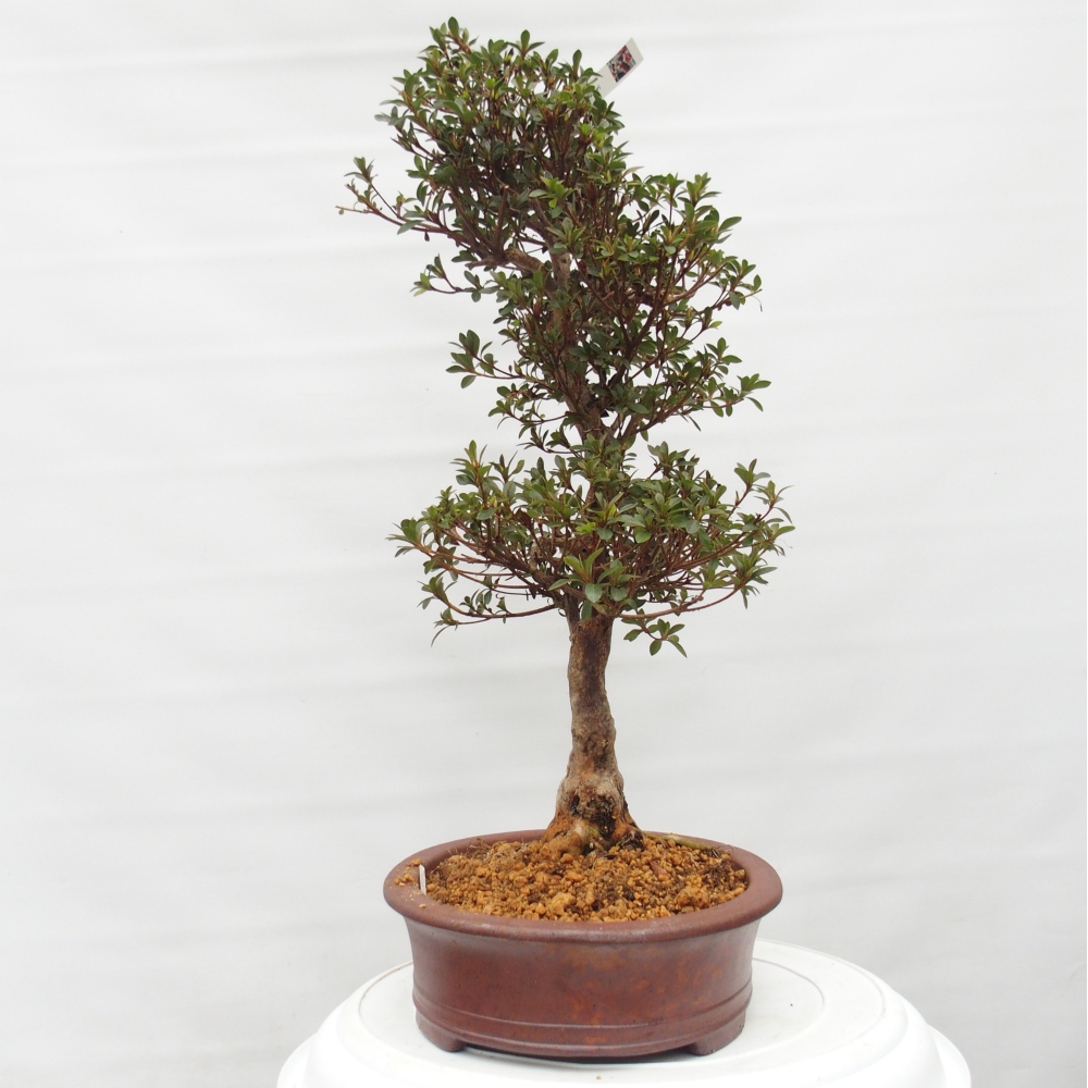 Bonsai für draußen - Japanische Azalee - Azalee Hanatsuzuri