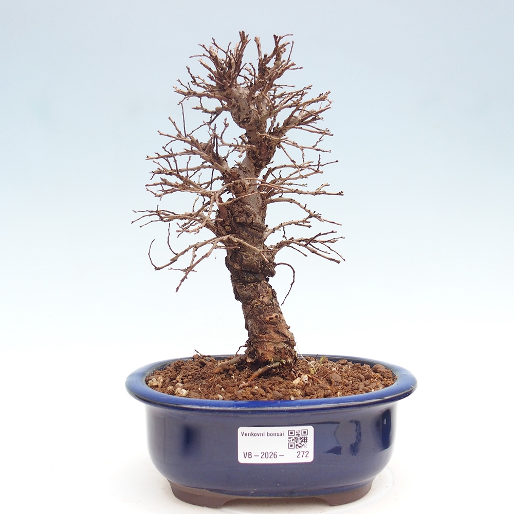 Bonsai für draußen - Zelkova - Zelkova NIRE