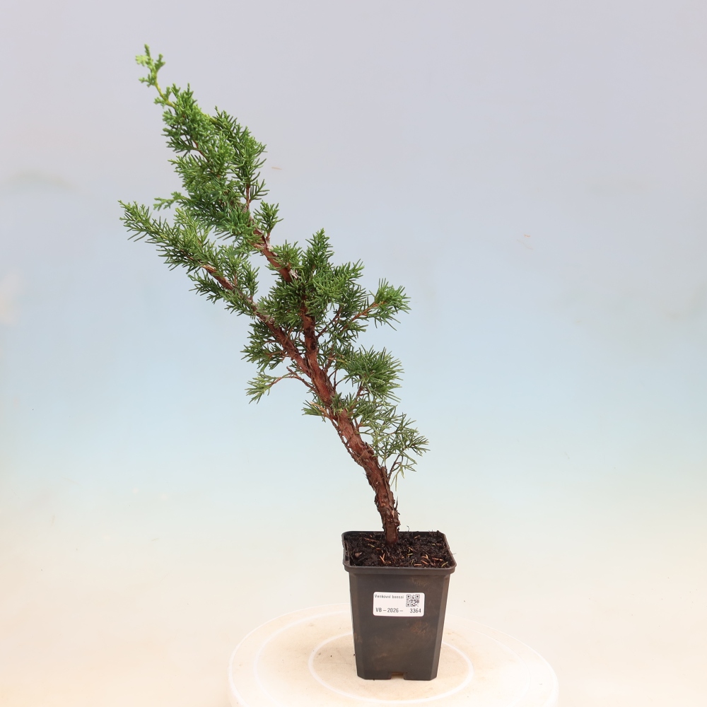 Bonsai für draußen - Juniperus chinensis Kishu